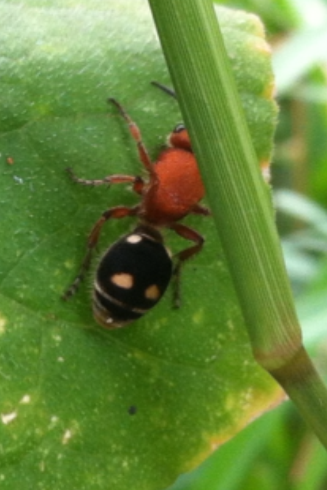 TSG Why Are There Ants In Your Plants?