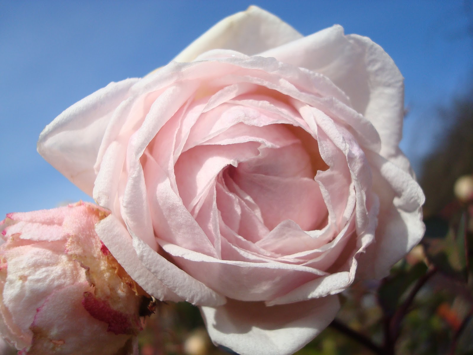 Love, Joy and Peas Roses in December