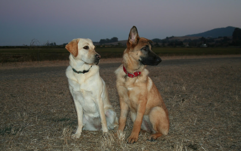 cabana and kira sitting side by side on dry yellow grass, both looking off to the side in the same direction, the sky is dusky blue tinged with pink