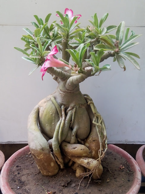 Buy Adenium Bonsai Plants Buy Adenium Bonsai Plants
