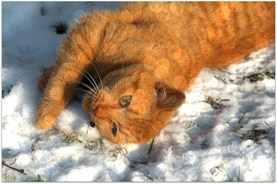 cat+loves+snow - Reasons to Love Winter