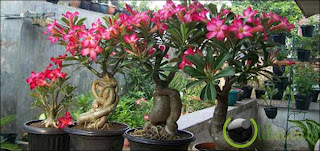 Adenium