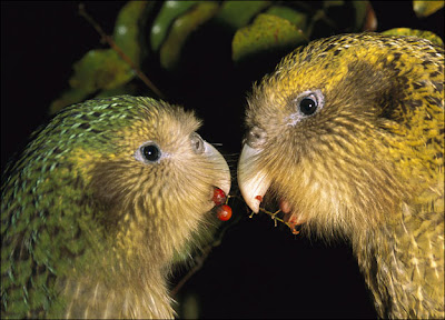 Kakapo Parrot 2