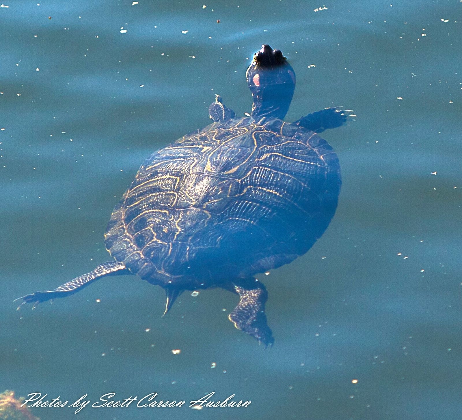 Blue Turtle