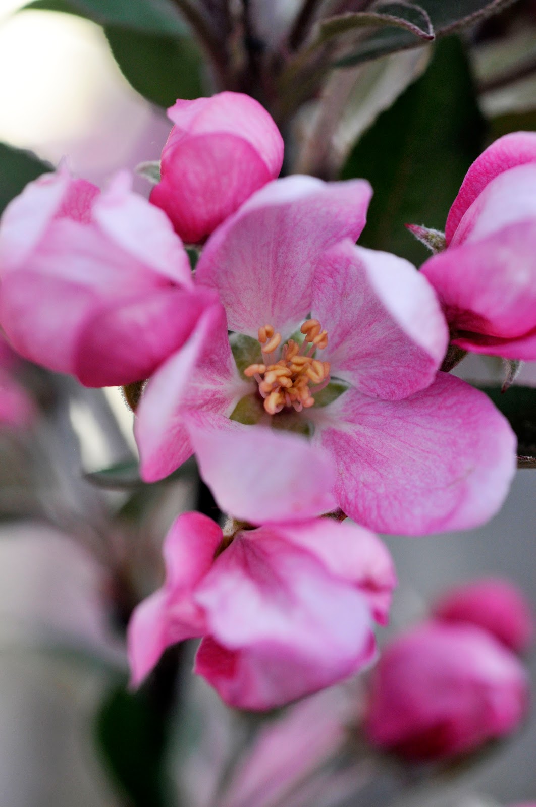 Grace Designs Crab Apple Blossoms