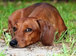 everything about your dachshund luv my dogs
