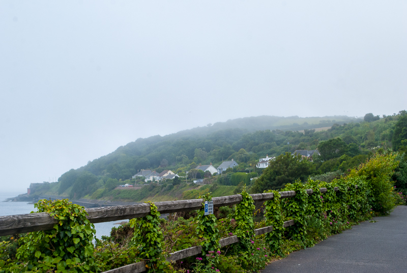 Foggy weather along the SW coastal path Trees and greenery amidst the foggy clouds in cornwall, england