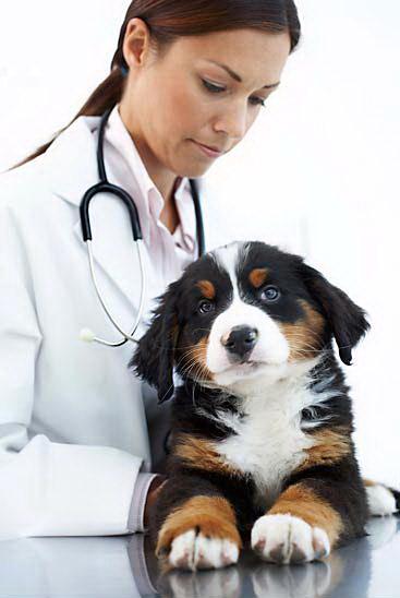 how many parvo does a puppy need how to treat a puppy with the parvo virus the cozy pet how many parvo does a puppy need how to treat a puppy with the parvo virus the cozy pet