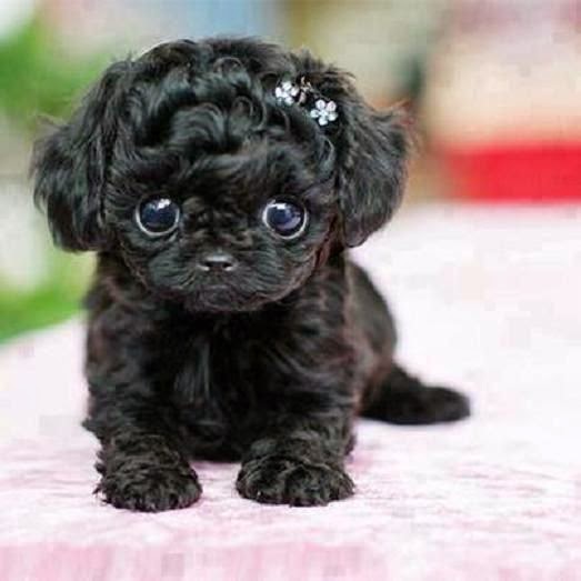 Black Teacup Poodle Ζωάκια 365