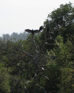 Turkey Vultures roosting in a dead tree