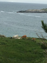 Sea cows!