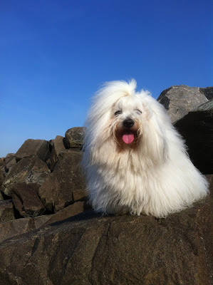 chiot coton, coton de tuléar à vendre