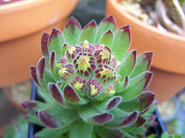 By Srboisvert - Sempervivum Pittonii By Srboisvert - Sempervivum Pittonii