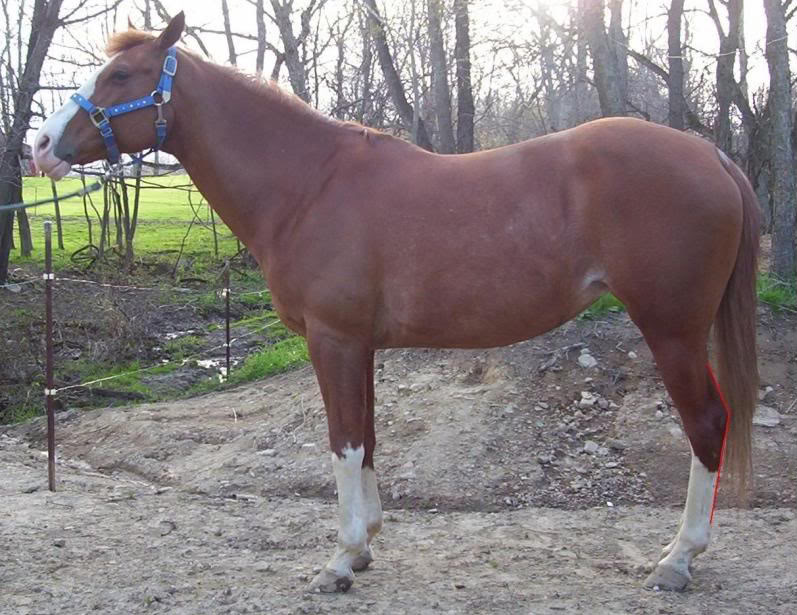FCHS Horse Judging Leg Conformation