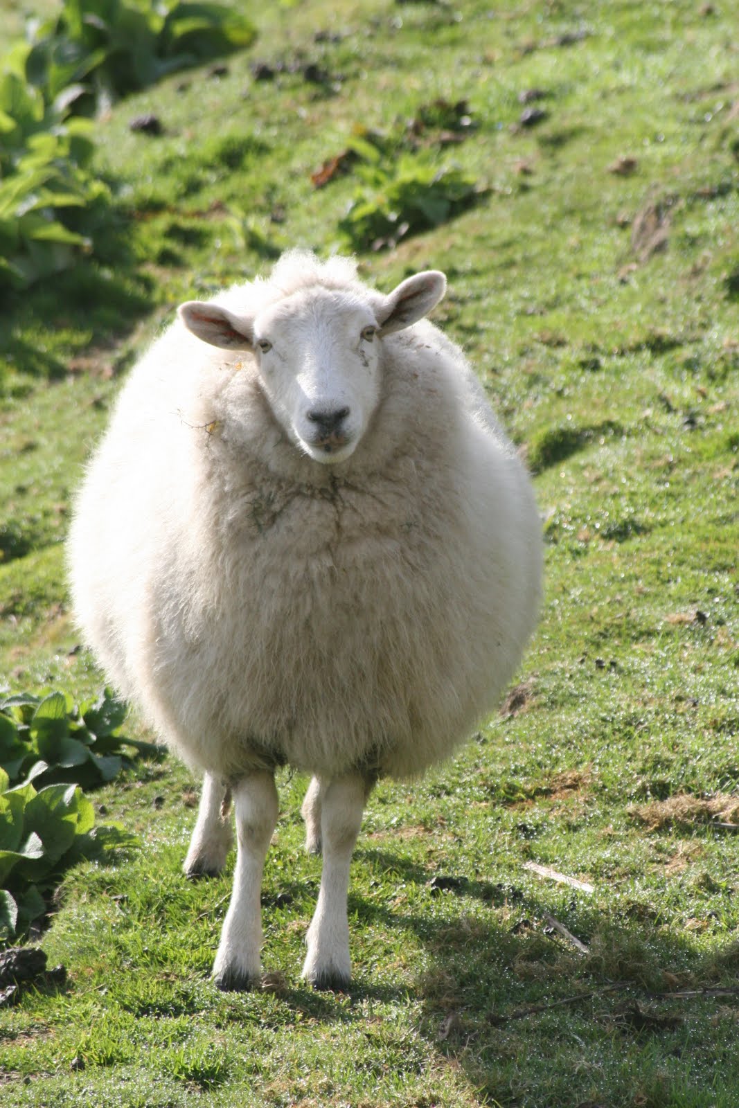 sheep headpiece