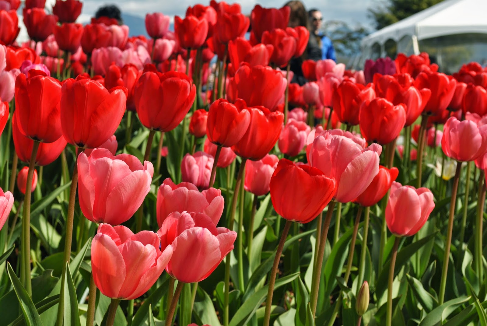 Tulip festival, tulip flowers, girl in a flower garden, Beautiful flowers and beautiful girl,beautiful tulips,  Places to visit near Seattle, 