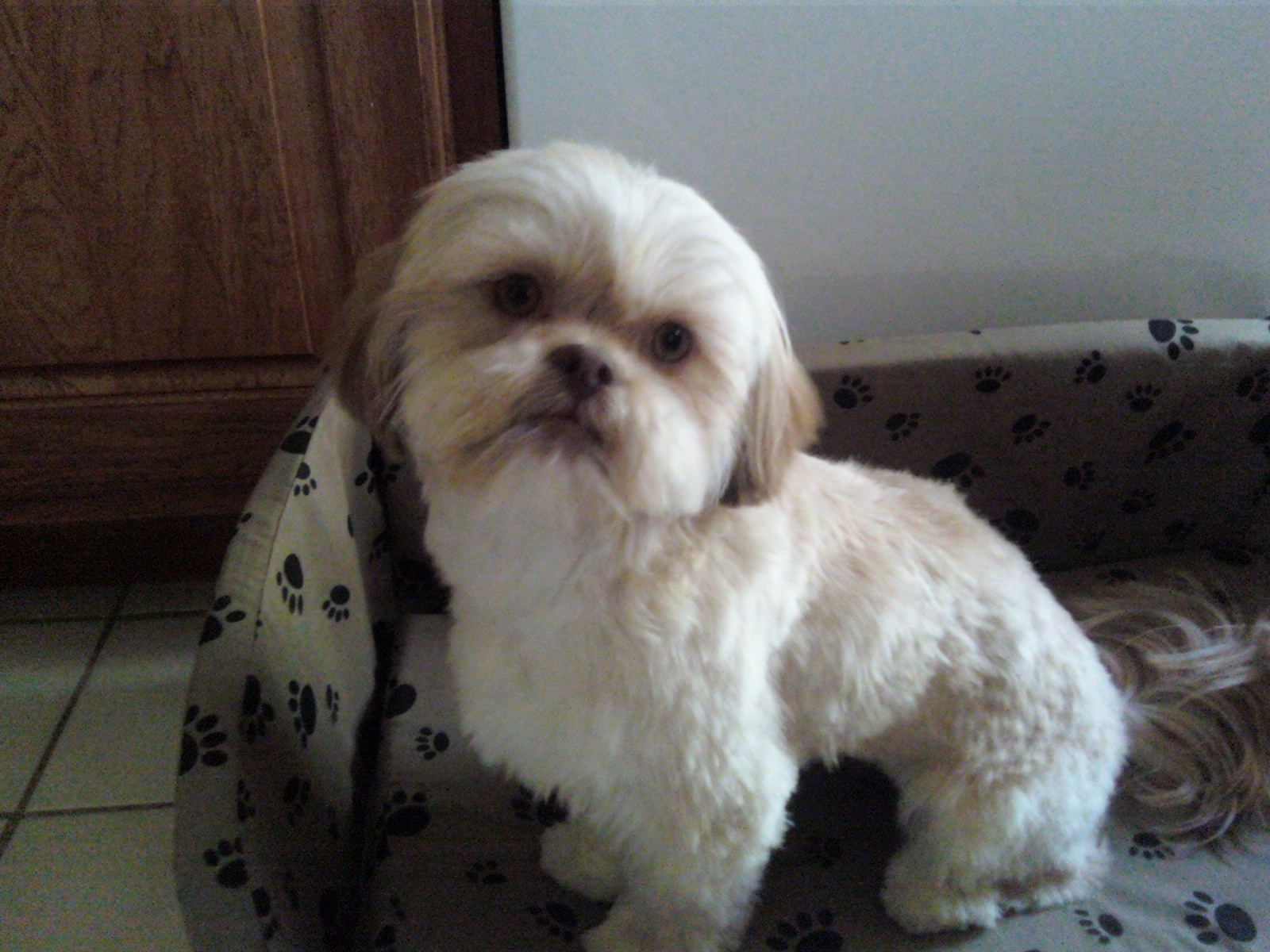 breed shih tzu shih tzu information breed m5x eu breed shih tzu shih tzu information breed m5x eu
