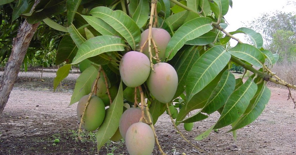 NUZVID.. AUTHENTIC MANGO FARMS FOR SALE!! MANGO FARMS FOR SALE..AT