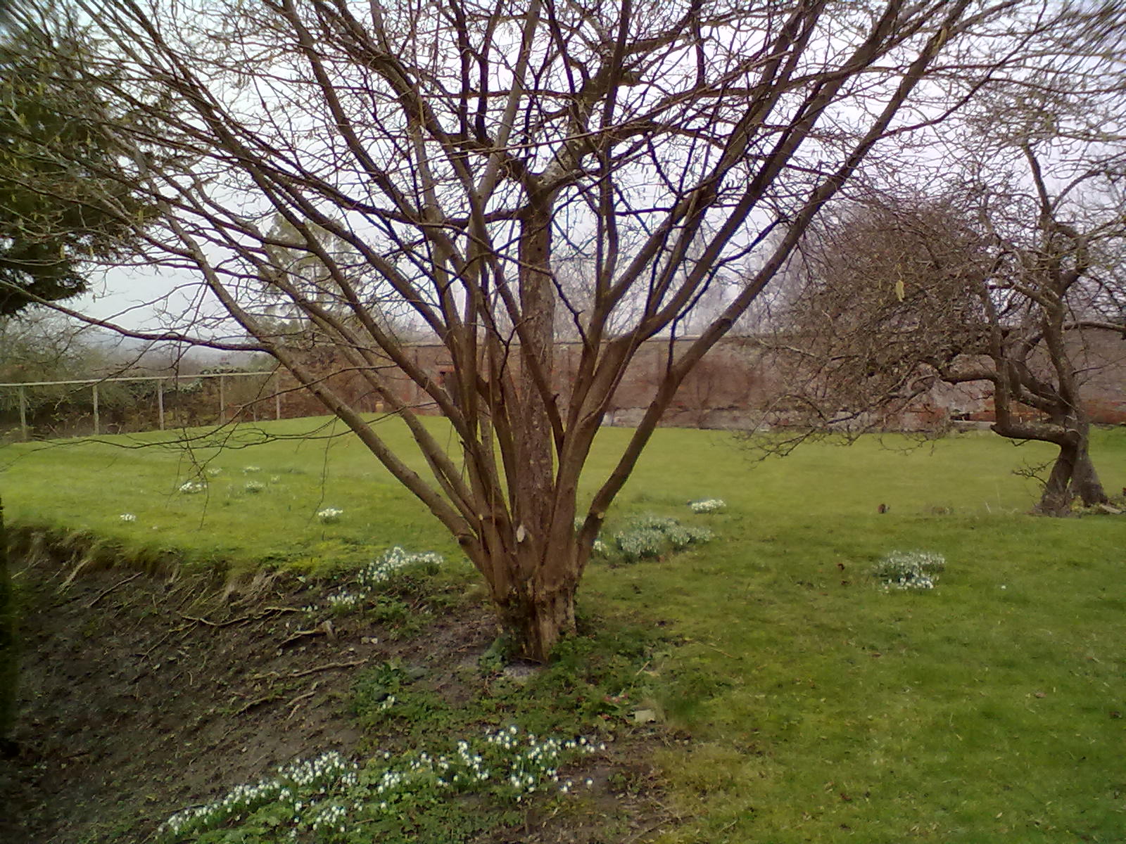 Rachel the Gardener Renovating an overgrown Hazel