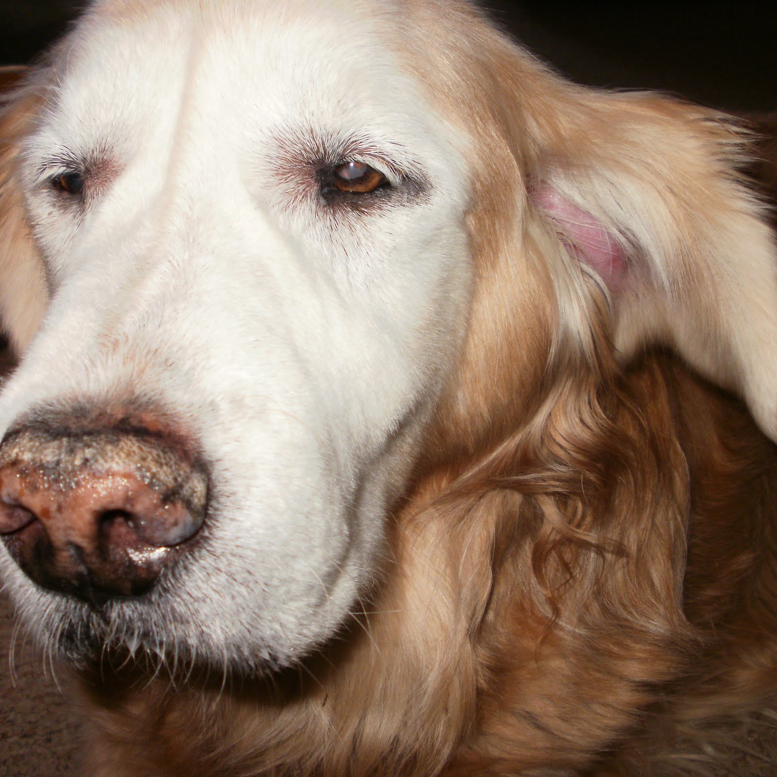Canine Ear Hematoma