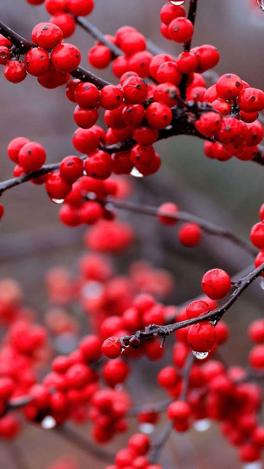 Red Cranberries Tree Android Wallpaper