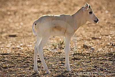 addax Antelope (Sahara) addax Antelope (Sahara)