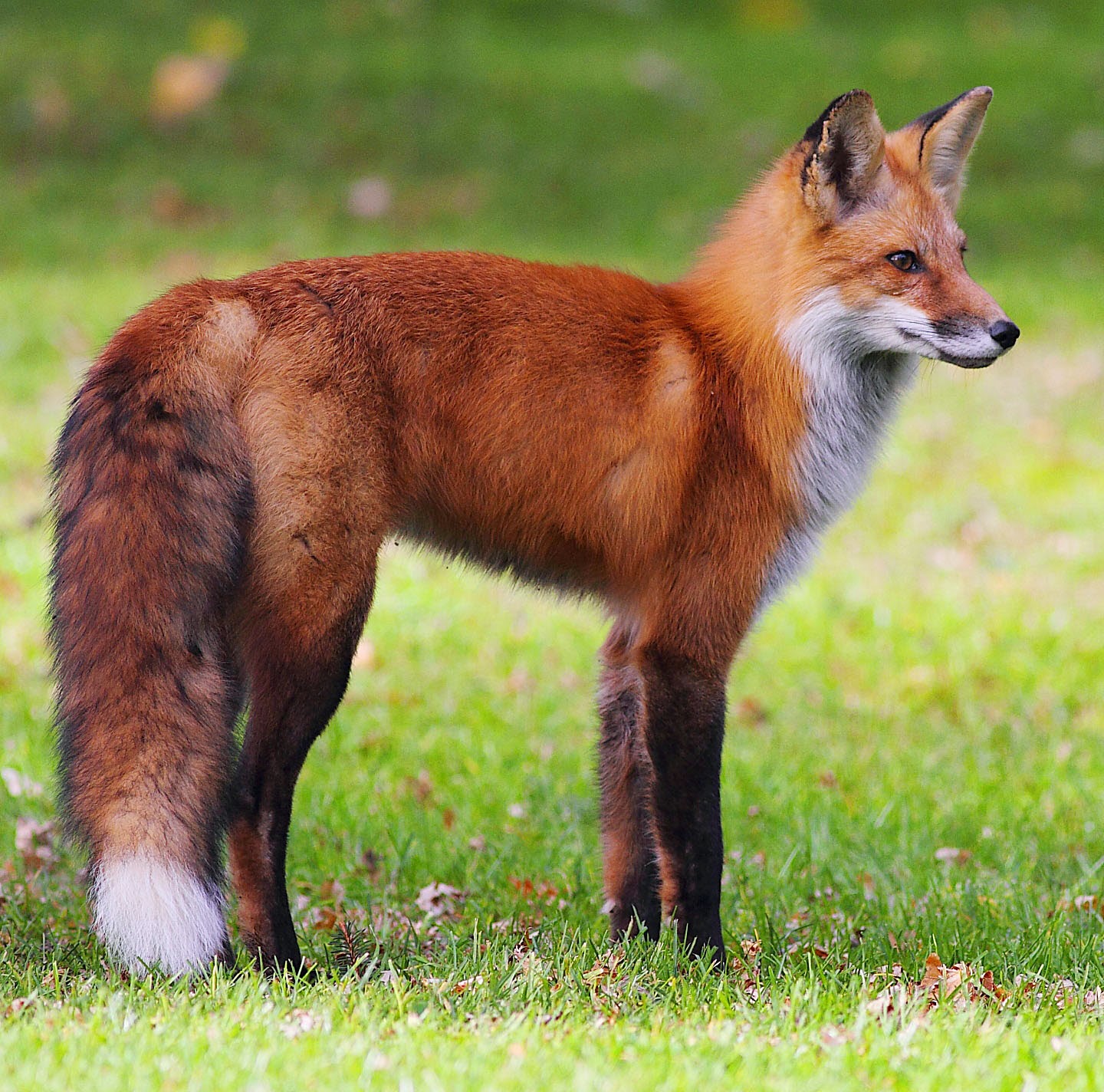 Fur fox photo