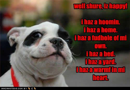 funny-dog-pictures-shure-happy.jpg
