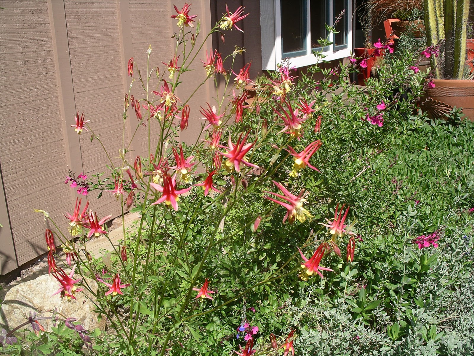 A California Native Plant Garden in San Diego County