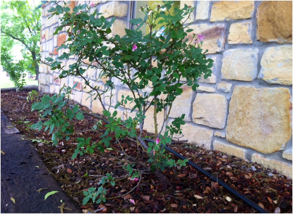 Pecan Mulch Buy Pecans Online