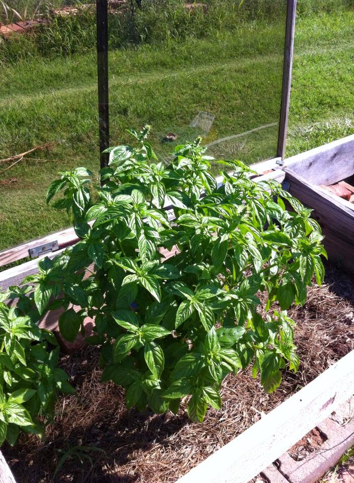 Windy Acres Diary How to Cut Basil