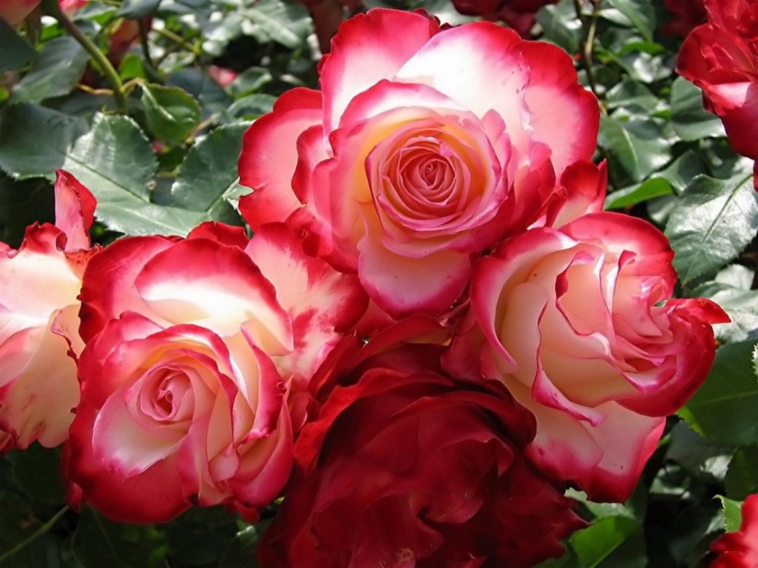 Te regalo una rosa - Página 4 Rosas+-+fondowallpaper.blogspot.com