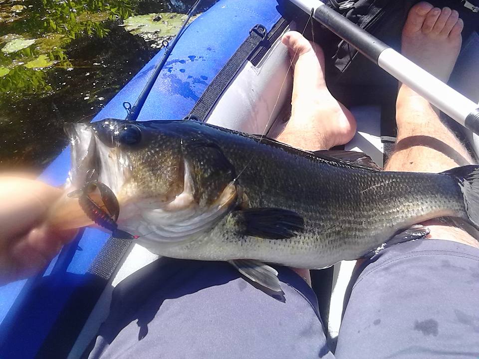 almost 5 lb bass flipping shallow weeds