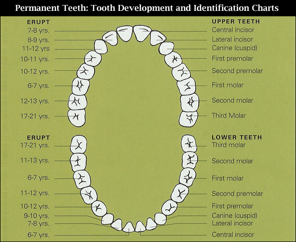 Human Teeth Dia...