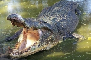 Buaya Raksasa Dan Terbesar Di Dunia | Foto - Alam Mentari