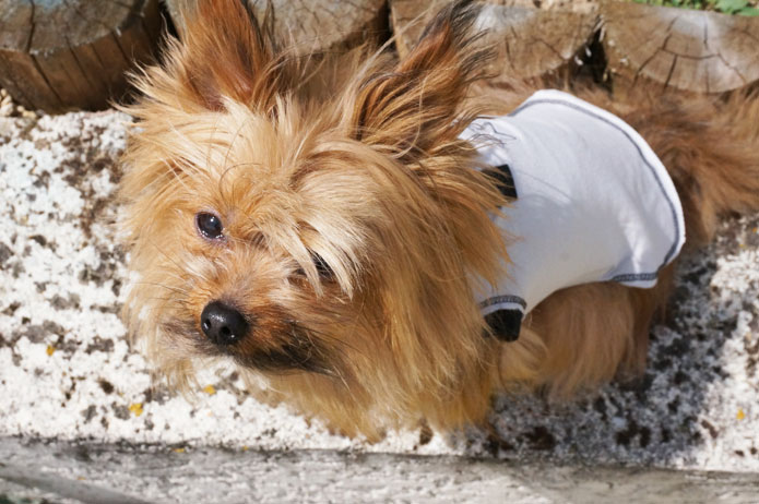 T-shirt prêt-à-porter : Isabelle Courtenay, créatrice mode pour chien