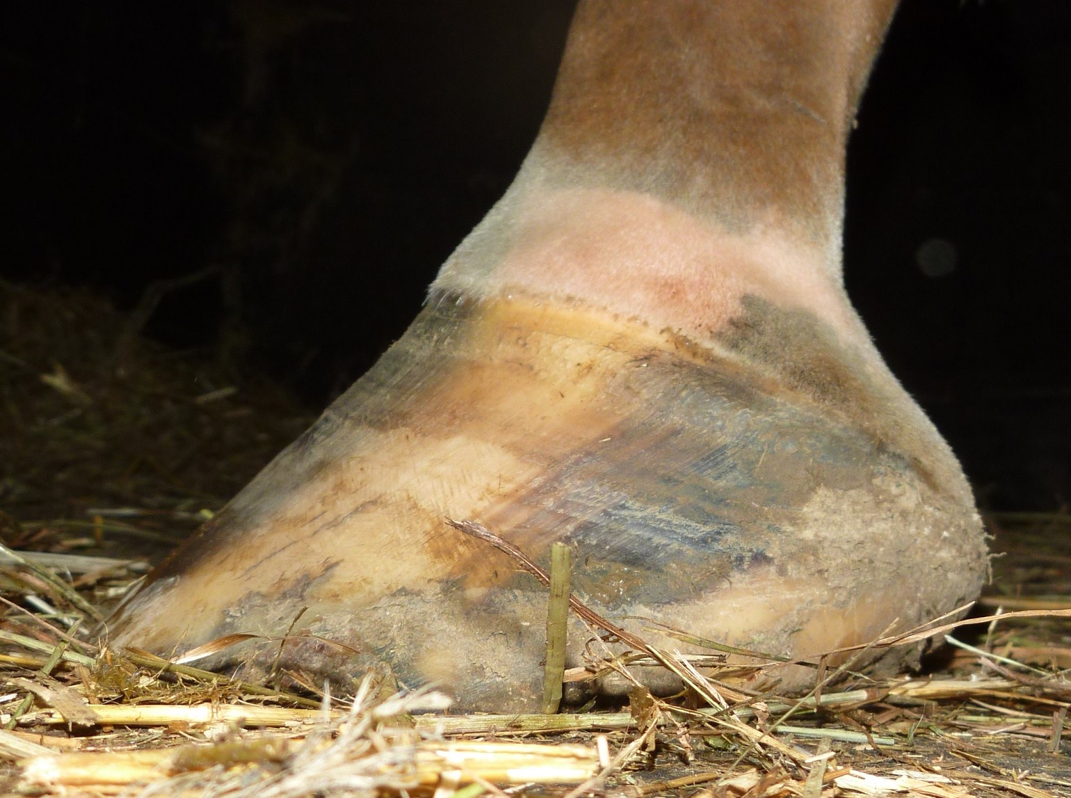 Barefoot Horse Blog Navicular and metabolic the next instalment