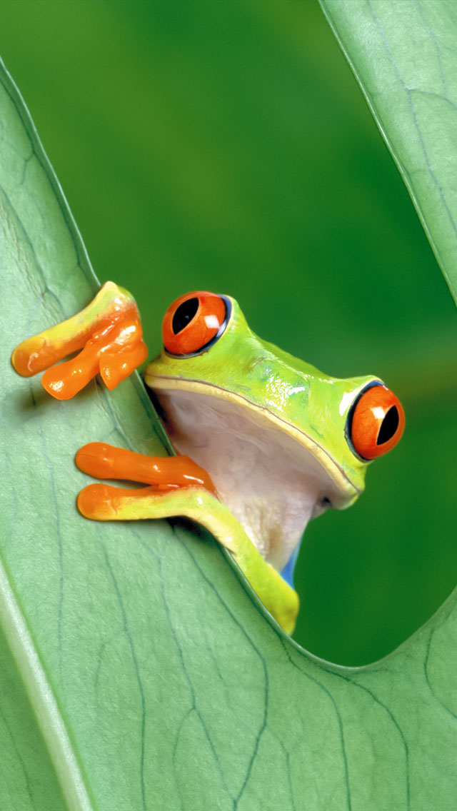 Tree Frog - iPhone 5 Wallpaper - Pocket Walls :: HD iPhone Wallpapers