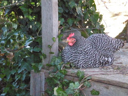 My (sometimes) Broody Barred Rock Poses