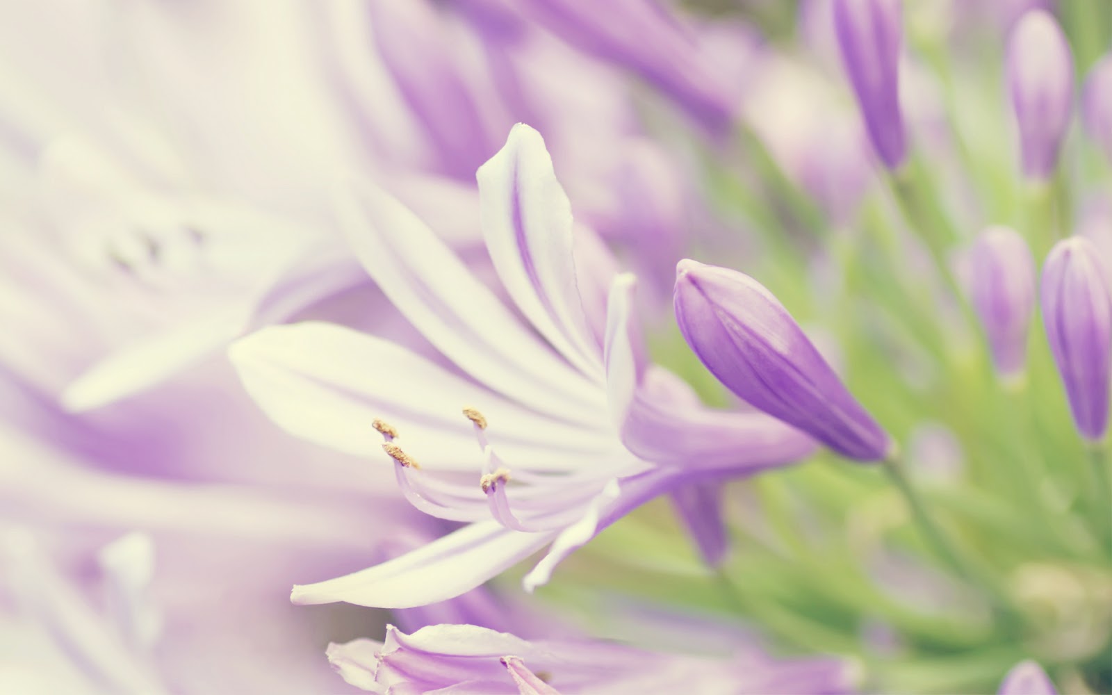 Tulip Putih Wallpaper Tulip Putih Wallpaper