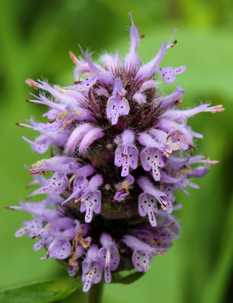Ohio Birds and Biodiversity The virtues of native plants