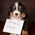 Apa Saja Makanan yang Sebaiknya Dihindari untuk Anjing? Apa Saja Makanan yang Sebaiknya Dihindari untuk Anjing?