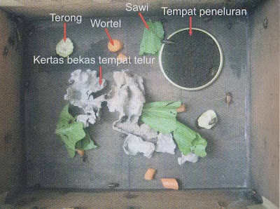 Pakan alami dan tempat peneluran jangkrik