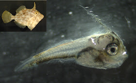 Filefish larvae