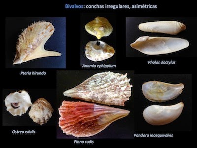 Conchas de bivalvos