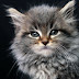 Treatment of Spinal Muscular Atrophy in Cats