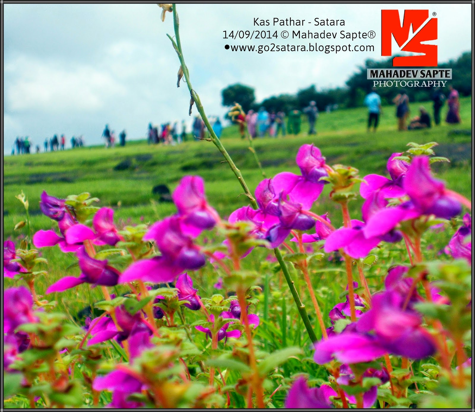 Satara Mahabaleshwar Pratapgad Thoseghar Kas Pathar & Sahyadri