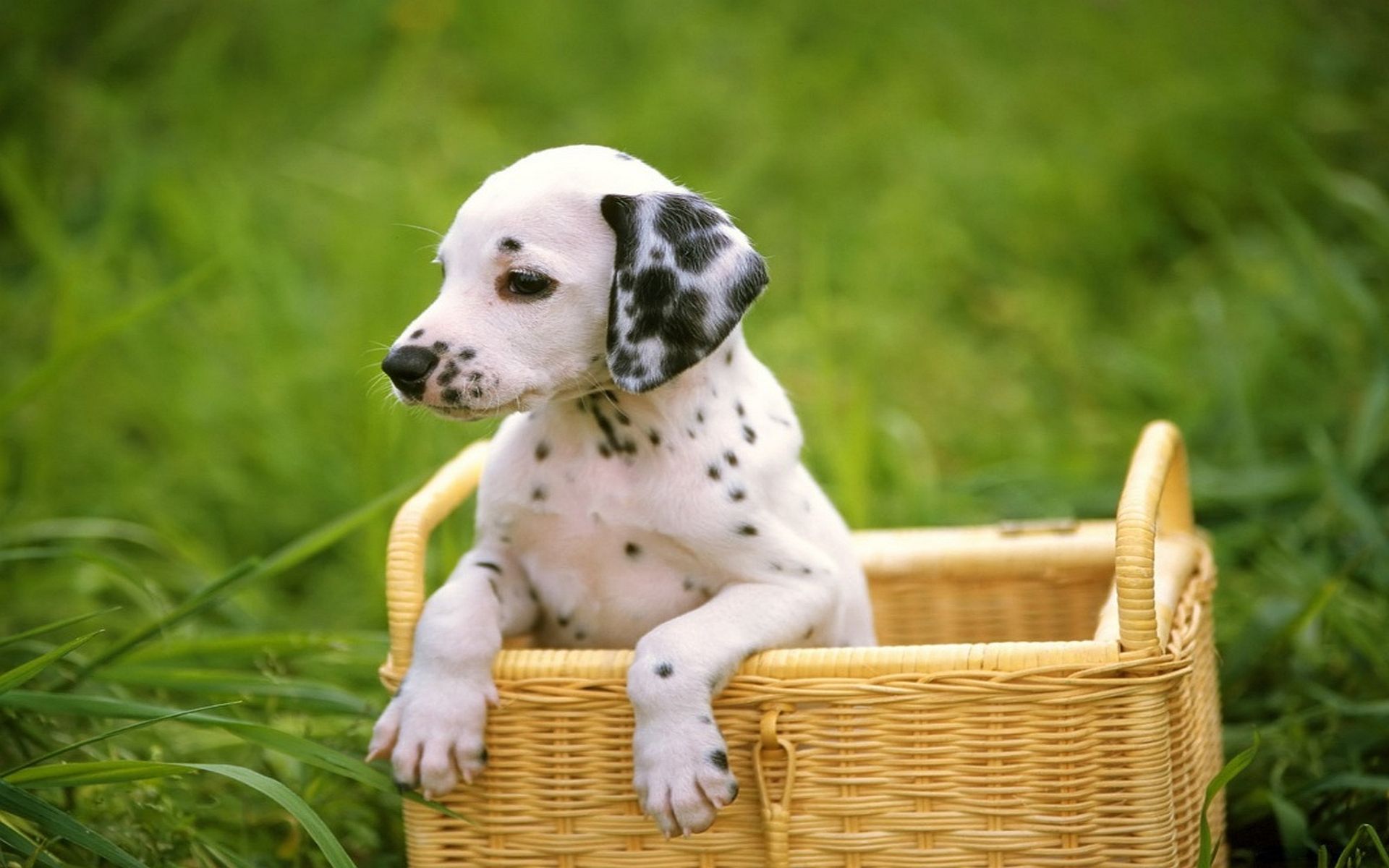 Dog in Basket HD Wallpapers