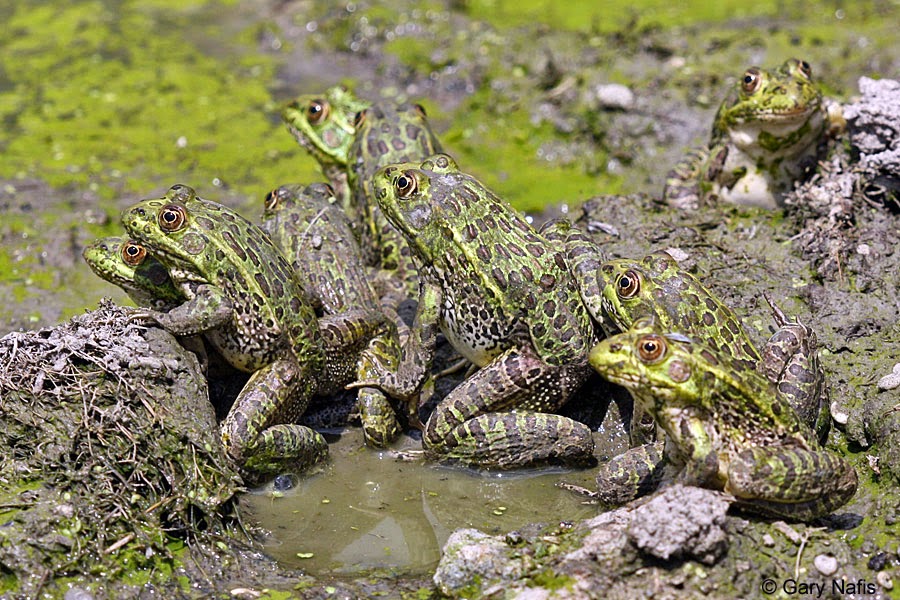 What Is A Group Of Toads Called Free Porn Star Teen