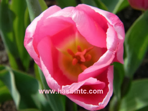 Mengenal Arti Bunga Tulip Berdasarkan Warna Arti Bunga Tulip